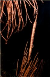 Trumpet Fish blending with the coral.
Nikonos V 28mm lense by Marylin Batt 